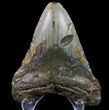 Bargain, Megalodon Tooth - North Carolina #80832-2